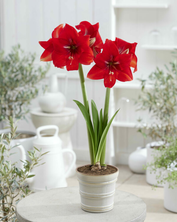 Hippeastrum Magma