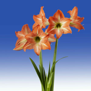 Hippeastrum Mango Charm