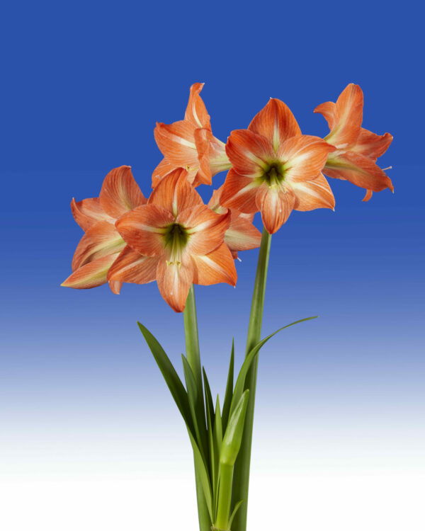 Hippeastrum Mango Charm