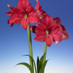 Hippeastrum Mastermind