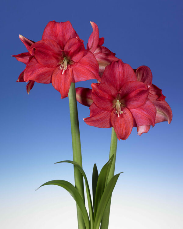 Hippeastrum Mastermind