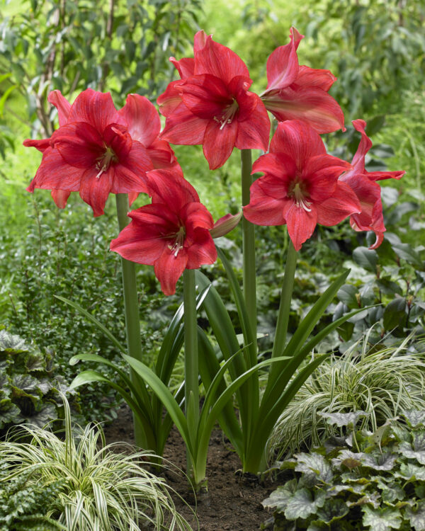 Hippeastrum Mastermind