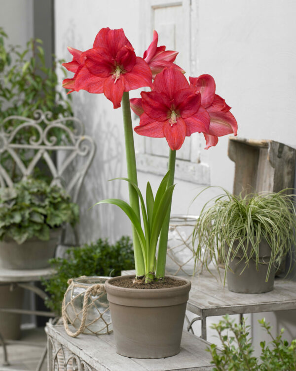 Hippeastrum Mastermind