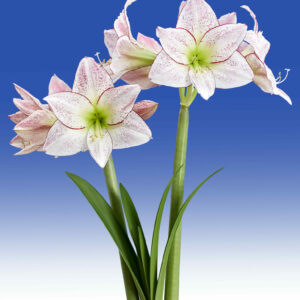 Hippeastrum Million Stars