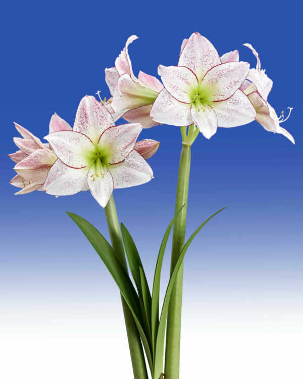 Hippeastrum Million Stars