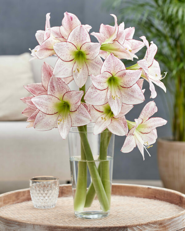 Hippeastrum Million Stars