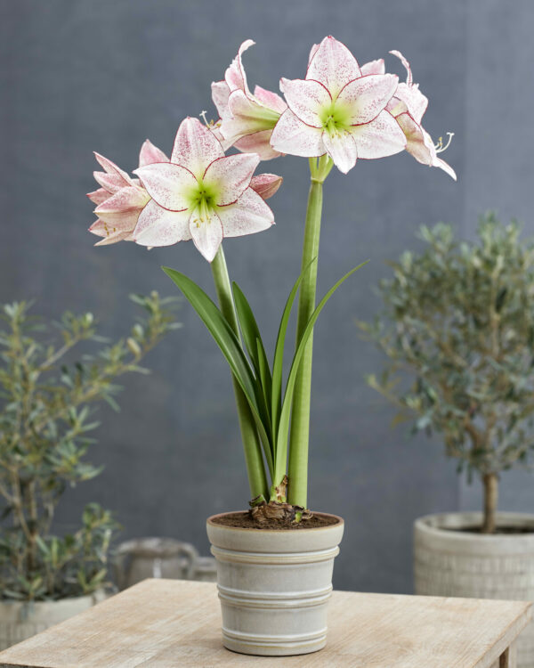 Hippeastrum Million Stars