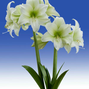 Hippeastrum Mojito