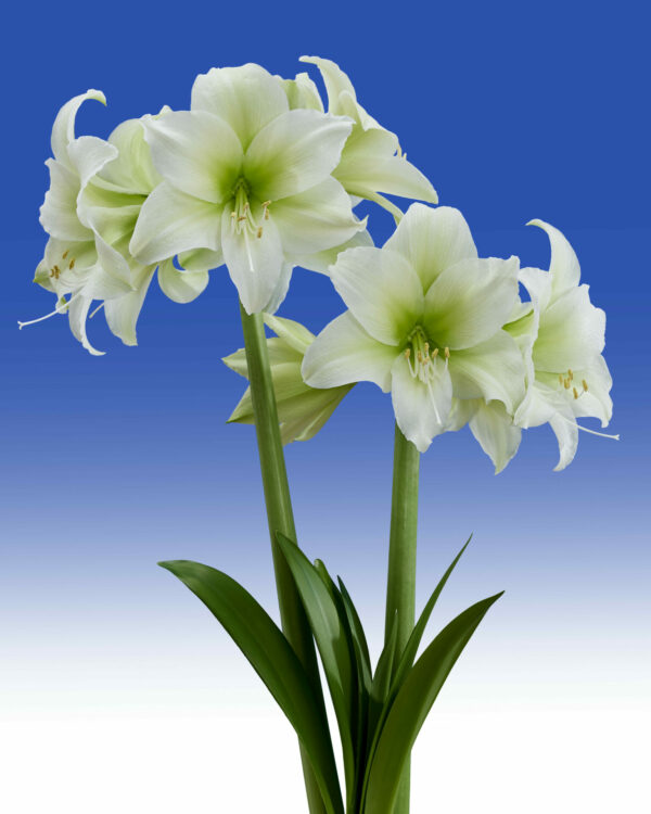 Hippeastrum Mojito