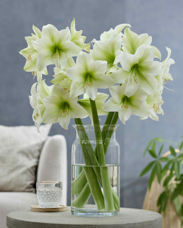 Hippeastrum Mojito