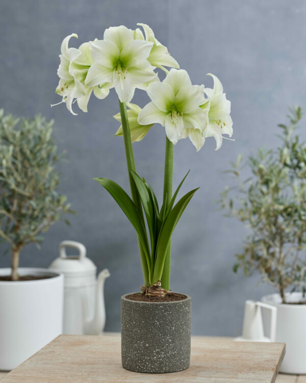 Hippeastrum Mojito