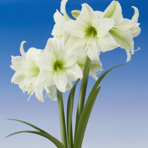 Hippeastrum Mount Everest