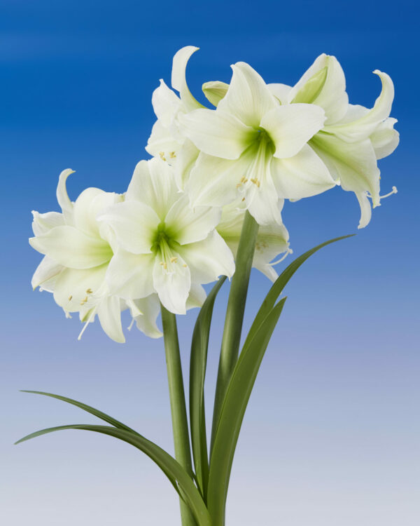 Hippeastrum Mount Everest