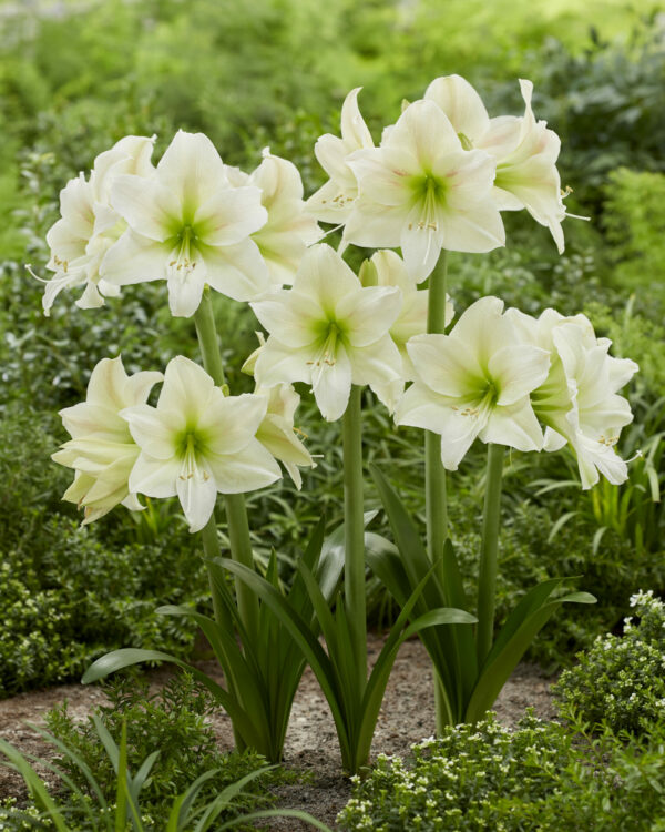 Hippeastrum Mount Everest