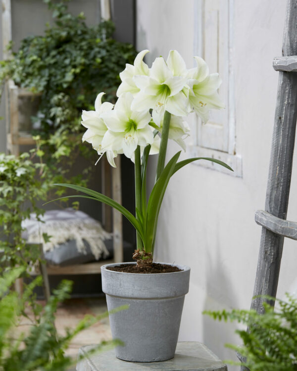 Hippeastrum Mount Everest