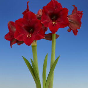 Hippeastrum Night Dance