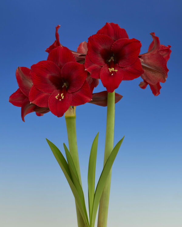 Hippeastrum Night Dance