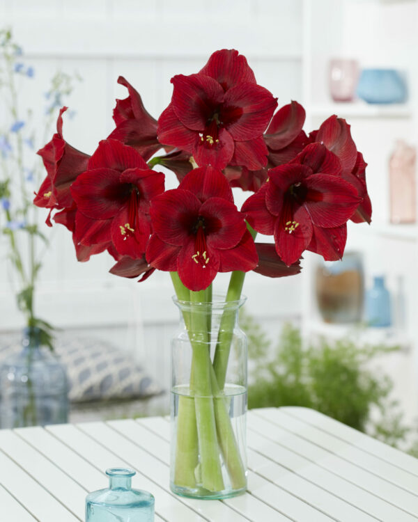 Hippeastrum Night Dance