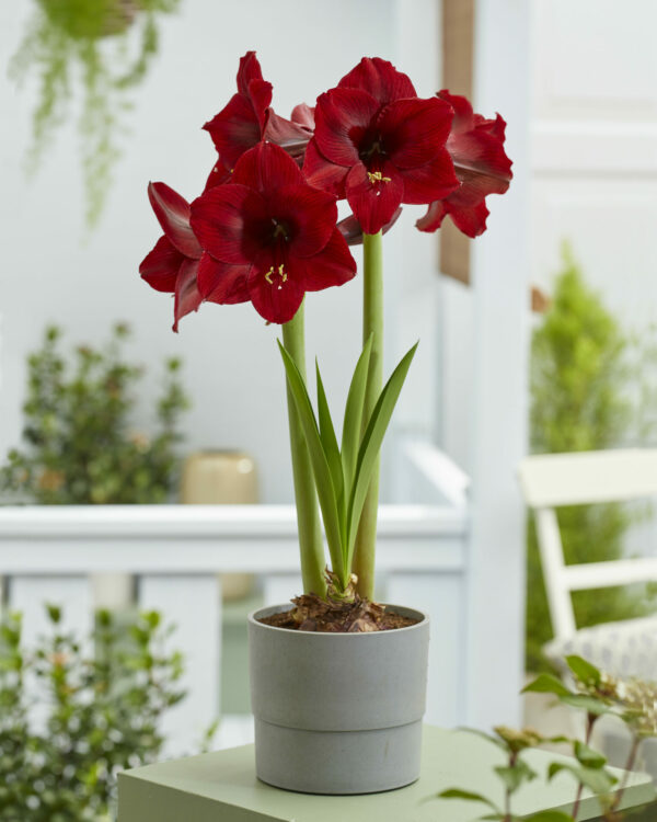 Hippeastrum Night Dance