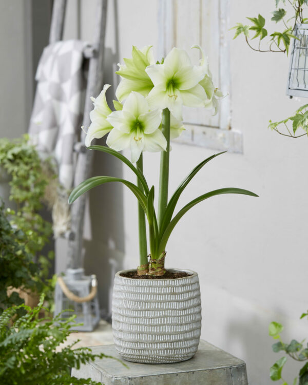 Hippeastrum Northpole