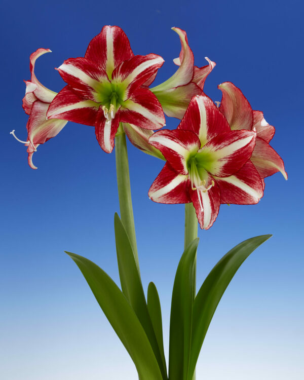 Hippeastrum Ocean Drive