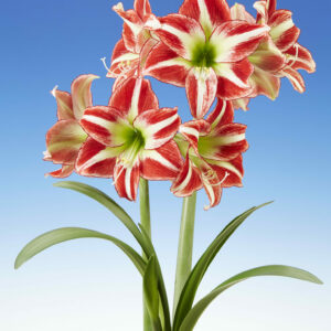 Hippeastrum Ocean Drive