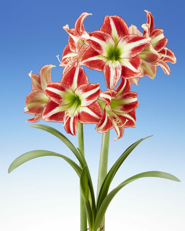 Hippeastrum Ocean Drive