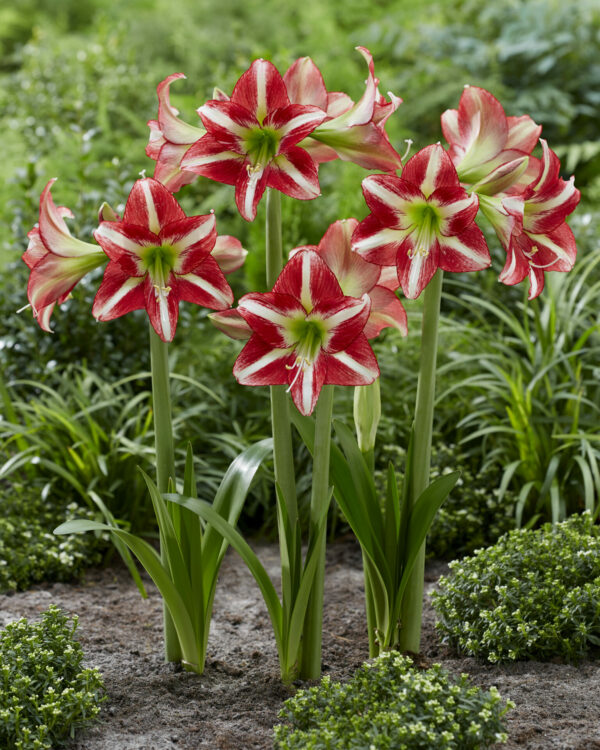 Hippeastrum Ocean Drive