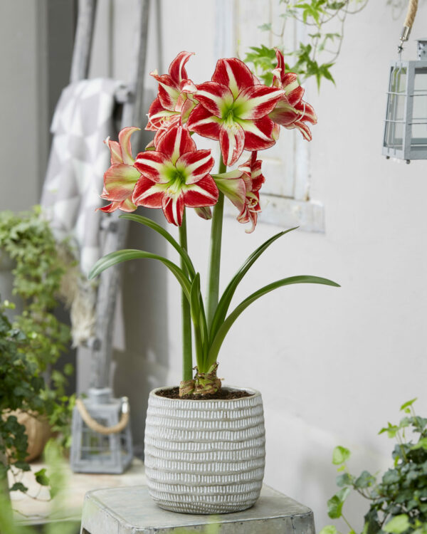 Hippeastrum Ocean Drive