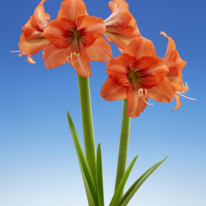 Hippeastrum Orange Queen