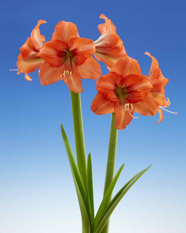 Hippeastrum Orange Queen