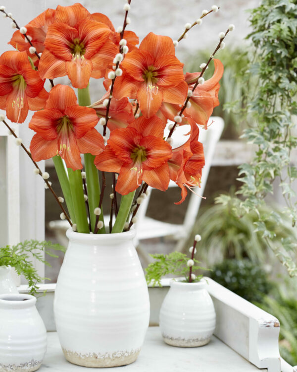 Hippeastrum Orange Queen