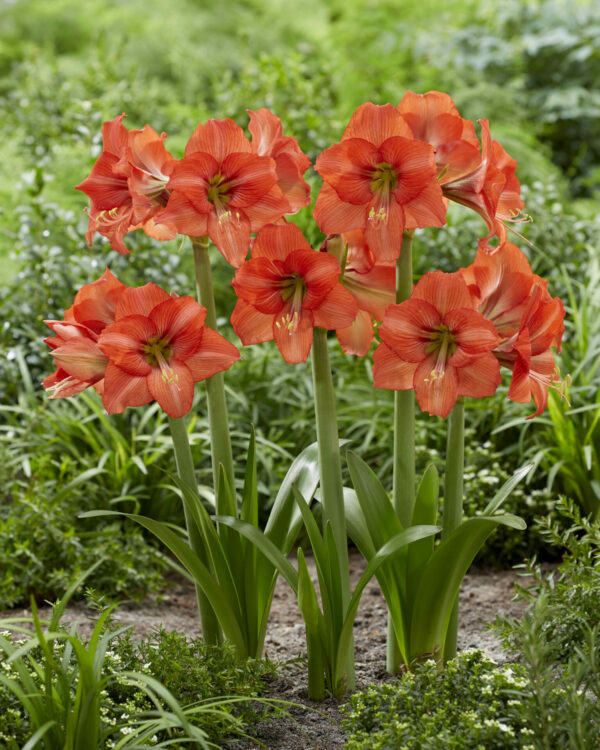 Hippeastrum Orange Queen