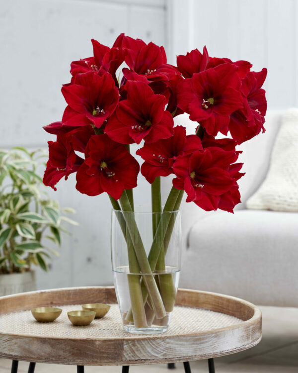 Hippeastrum Peppers