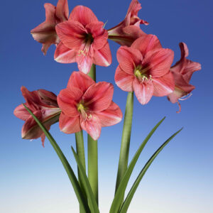 Hippeastrum Pink Panther