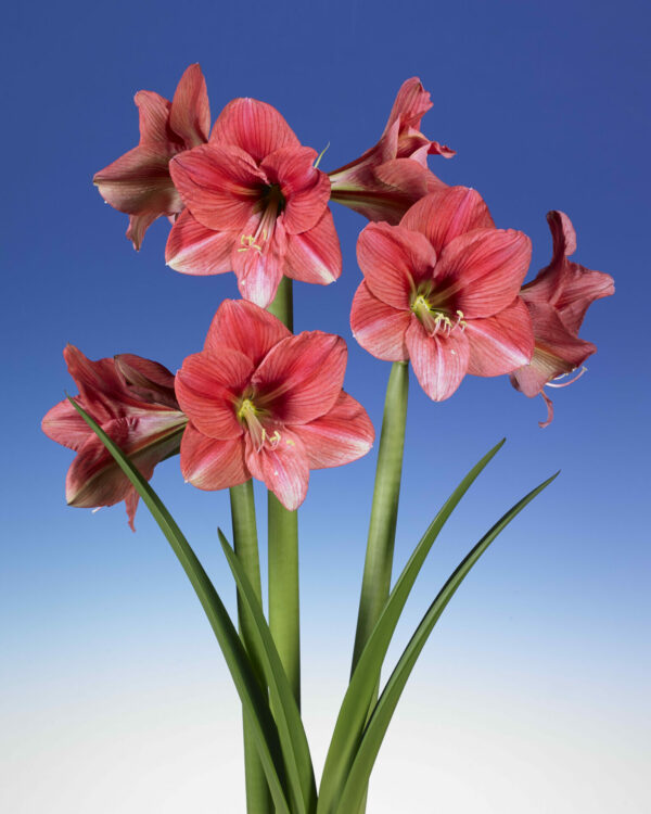 Hippeastrum Pink Panther