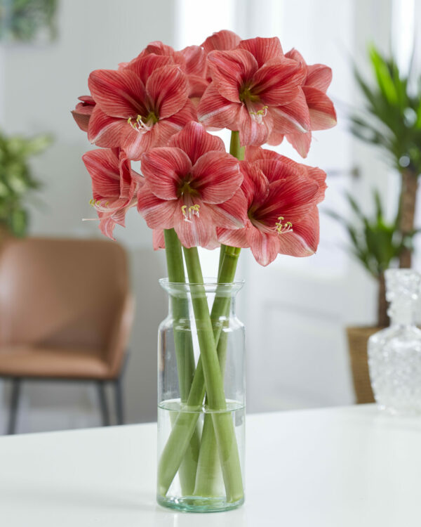 Hippeastrum Pink Panther