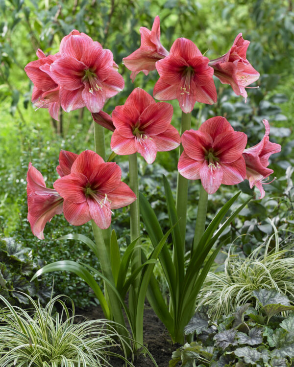 Hippeastrum Pink Panther