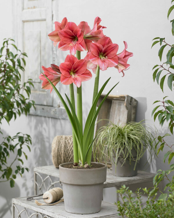 Hippeastrum Pink Panther