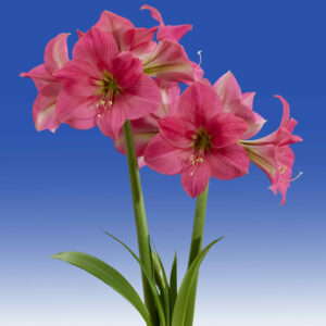 Hippeastrum Pretty in Pink