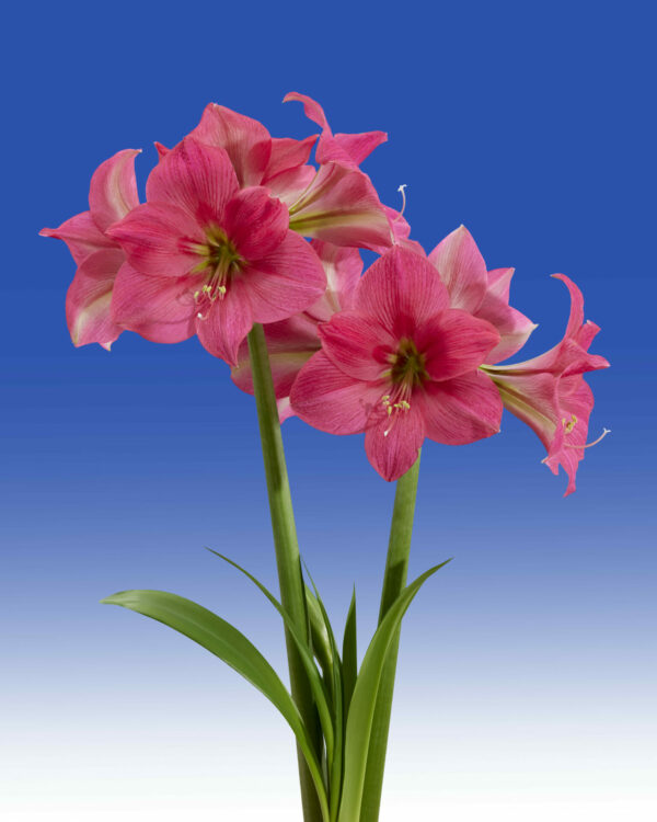 Hippeastrum Pretty in Pink