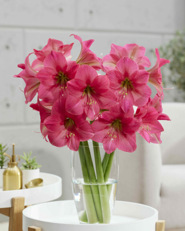 Hippeastrum Pretty in Pink