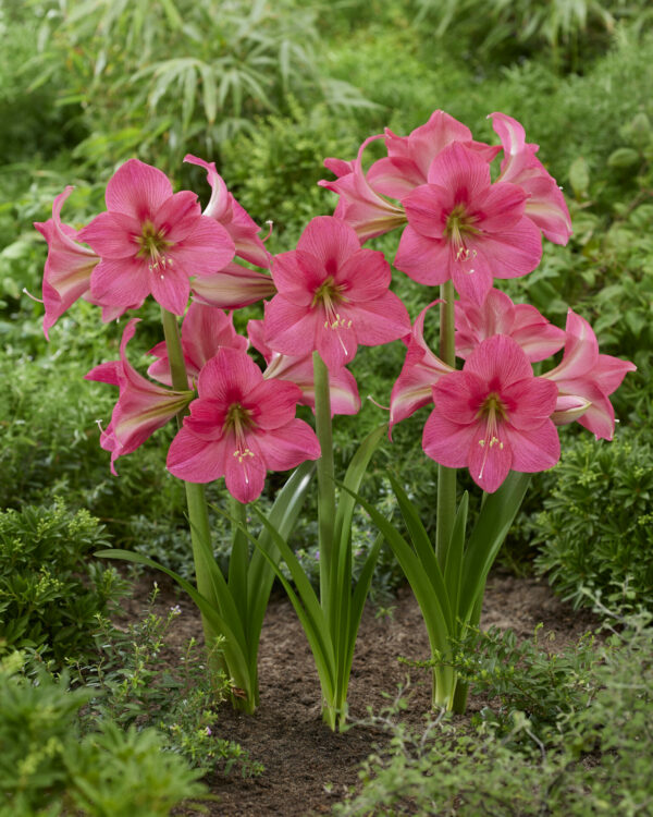 Hippeastrum Pretty in Pink