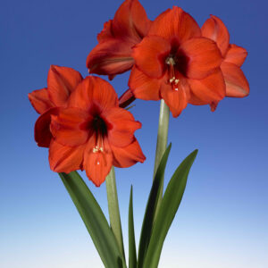 Hippeastrum Prinses Margriet