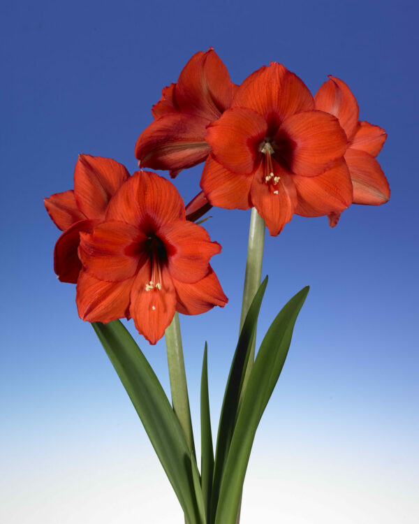 Hippeastrum Prinses Margriet