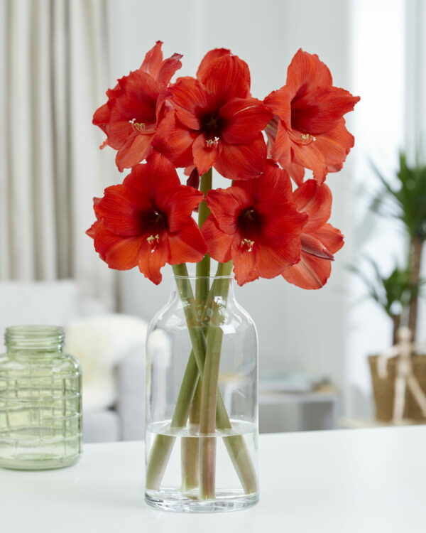 Hippeastrum Prinses Margriet