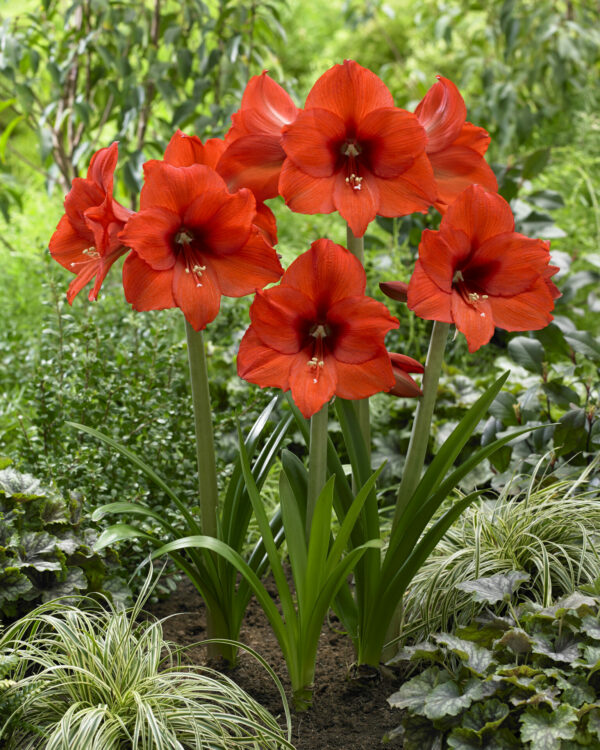 Hippeastrum Prinses Margriet