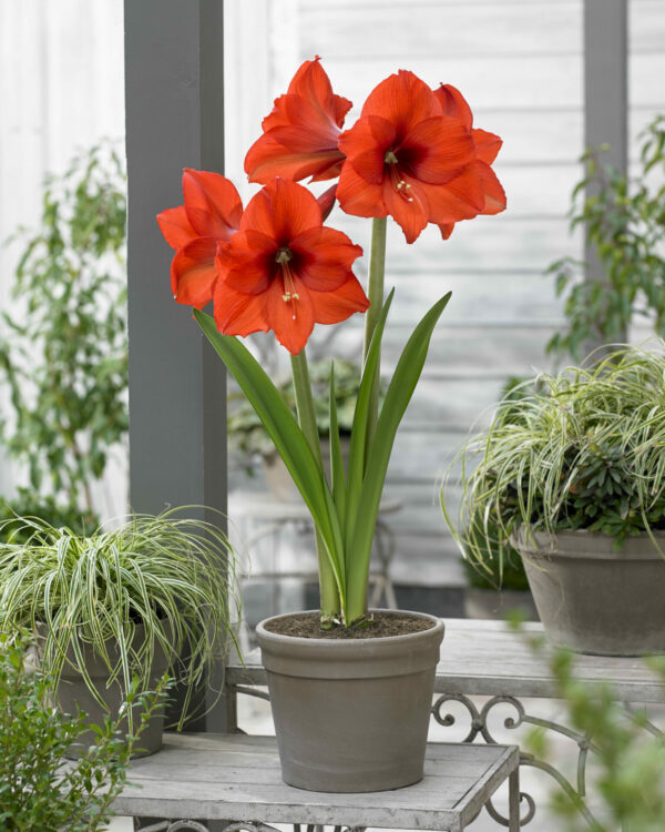 Hippeastrum Prinses Margriet