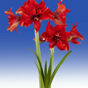 Hippeastrum Red Pride