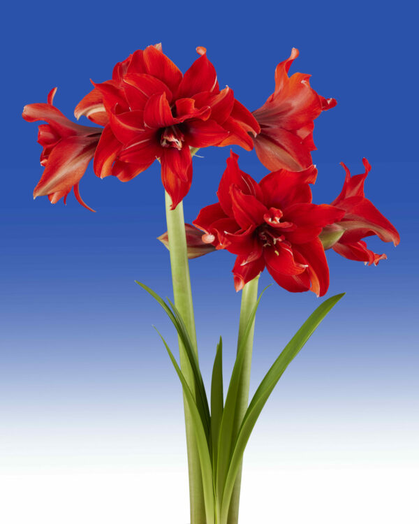 Hippeastrum Red Pride